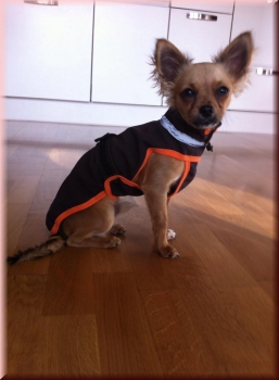 Preview: Softshellmantel mit Klick- oder Klettverschluß