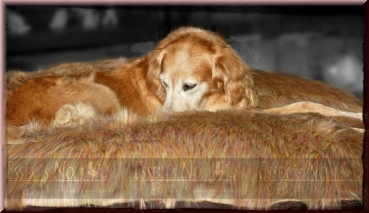 Ersatzbezug Webpelz "Wolke7"