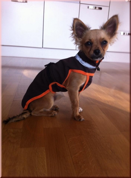 Softshellmantel mit Klick- oder Klettverschluß