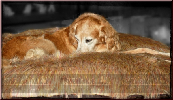 Ersatzbezug Webpelz "Wolke7"